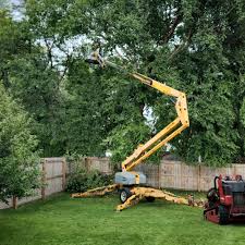 Best Hedge Trimming  in Orient, NY