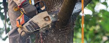 Best Firewood Processing and Delivery  in Orient, NY