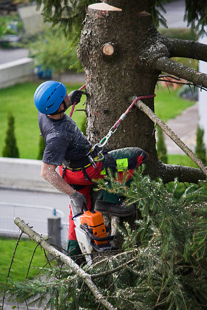 Orient, NY Tree Services Company