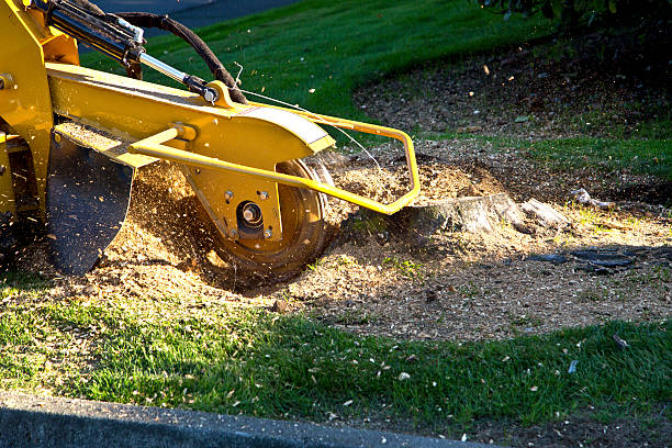  Orient, NY Tree Services Pros
