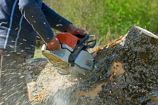 Best Palm Tree Trimming  in Orient, NY